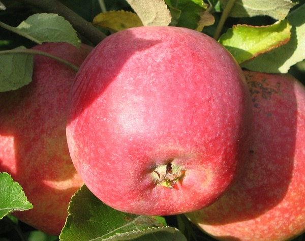 Obsthof Cordes - Fruchtfoto Freiburger Prinz